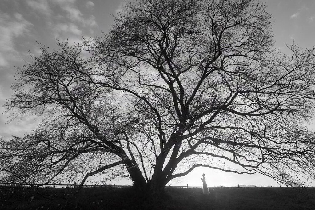 モノクロームで捉えた桜の大樹と石川真理子のシルエット。生死の現実を直視し、いかに生きるかを問う武士道の厳格な哲学を暗示する光景。