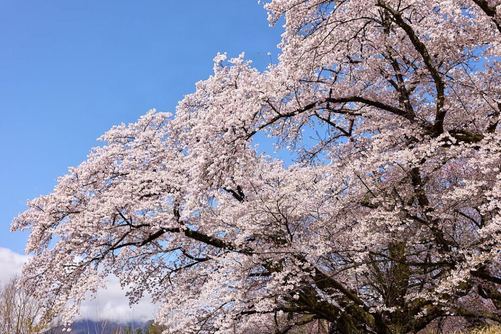 青空の下で満開に咲き誇る桜の大樹。武士道を象徴し、著者の石川真理子が誕生した季節でもある、生命の輝きと「日本美」を体現する風景。