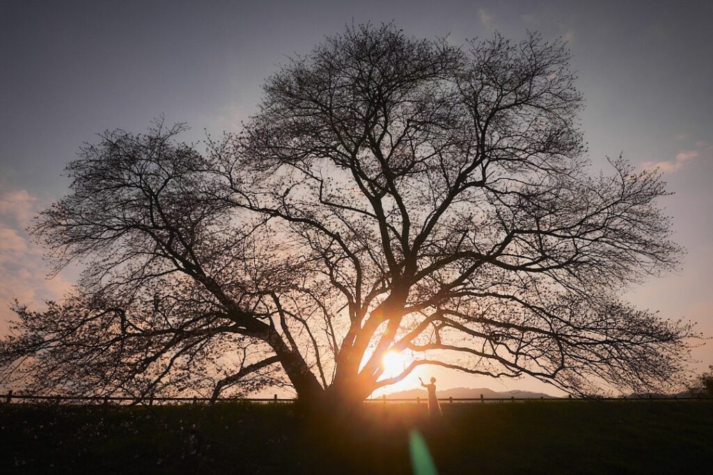 桜の大樹の根元から力強く差し込む朝日と、光を見上げる石川真理子のシルエット。一人ひとりの内なる美が世界を照らす希望と愛の象徴。