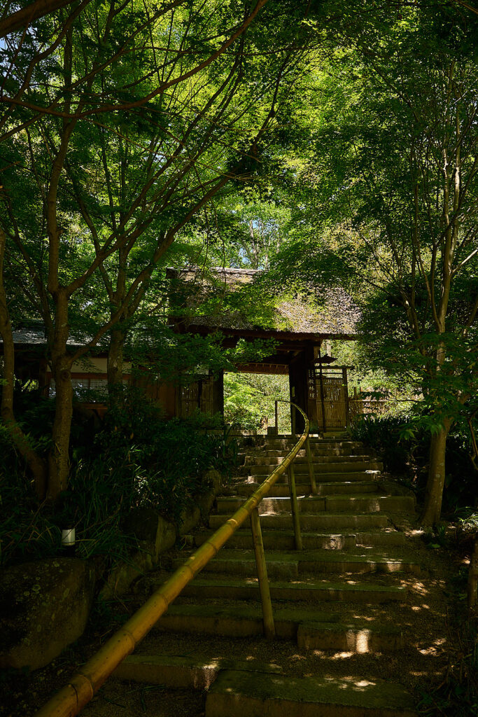 初夏の陽光に透ける、鮮やかな青紅葉の重なり。幾重にも重なる楓の葉の間から、眩しい木漏れ日が差し込んでいる様子。