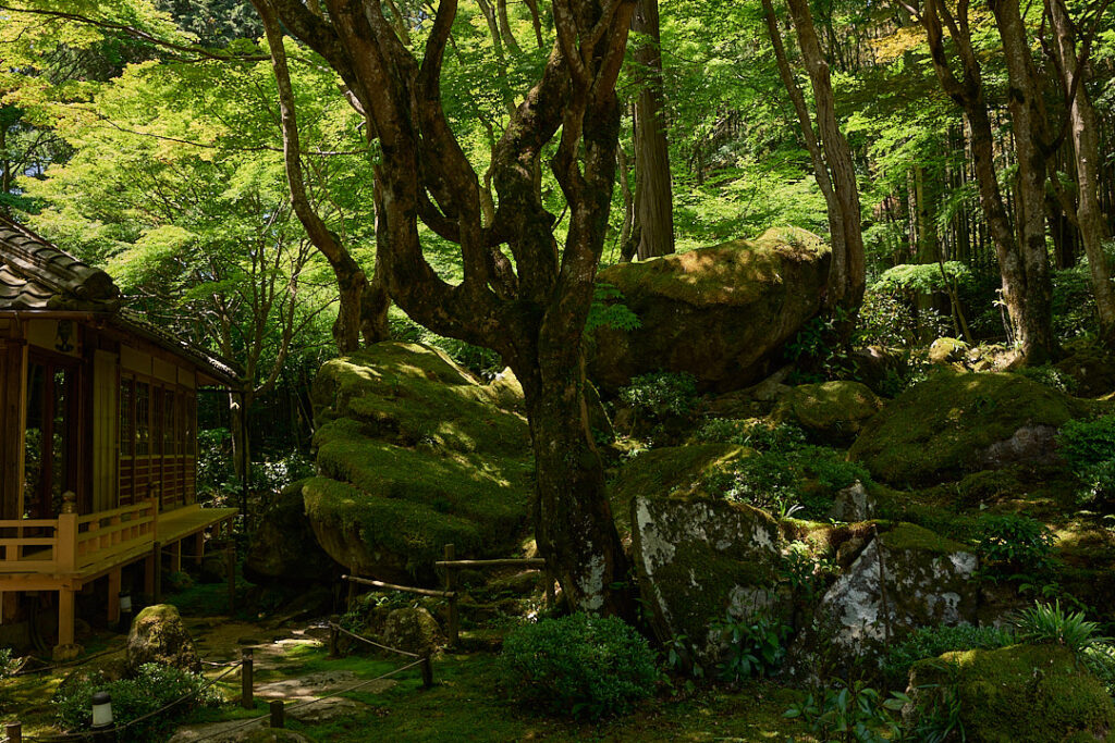 青紅葉に囲まれた静謐な石段の先に、茅葺き屋根の風格ある門が構えられている。手前には竹の結界があり、新緑の影が美しく落ちている様子。