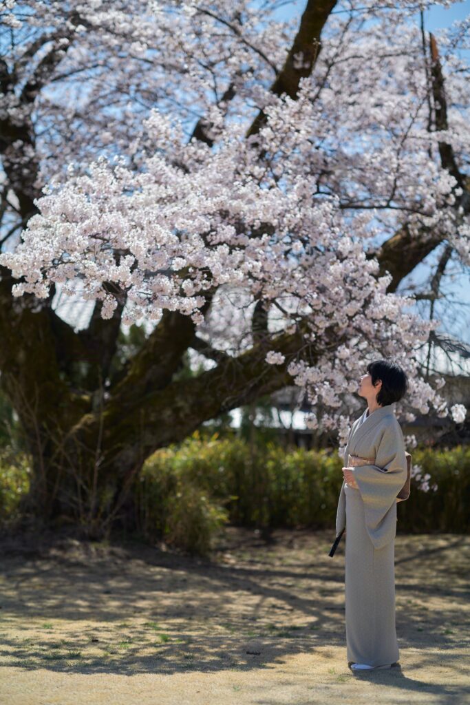 薄緑色の着物を着た石川真理子が、満開の巨大な桜の木の下に立ち、静かに見上げている様子