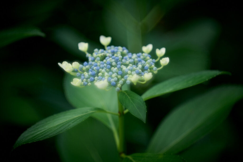深い緑色の葉を背景に、一輪のガクアジサイの蕾が瑞々しく咲き始めている様子をクローズアップで捉えた写真。中心部には小さな青いビーズのような蕾が密集しており、その周囲を飾るように薄黄緑色の装飾花がいくつか開いている。ライカ・タンバールレンズ特有の、中心から外側へ向けて柔らかく溶けていくようなボケ味が、どこか神秘的な雰囲気を醸し出している。