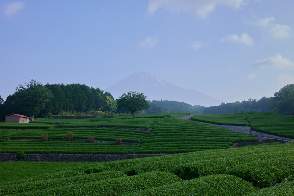 静岡県にある、なだらかな斜面に美しく整えられた新緑の茶畑。中央には一本の大きな木が立ち、遠方には青空のもとでかすみに浮かぶ富士山がそびえる、静寂で美しい日本の原風景。