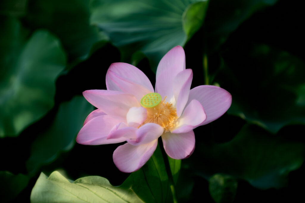 深い緑の葉に包まれるように咲く、淡いピンク色の蓮の花。中央の黄色い花托（うてな）と繊細な花びらが美しく際立っている。