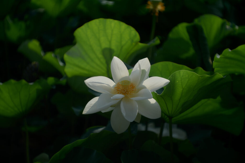 暗い緑の葉を背景に、夏の朝の光を浴びて神々しく咲き誇る一輪の白い蓮の花。