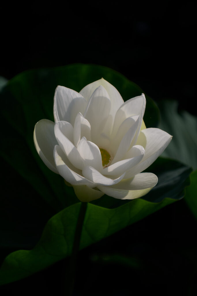 暗い背景から浮き出るように咲く、純白の蓮の花のクローズアップ。朝の光が花びらを照らし、緑色の大きな葉が背後に見える。