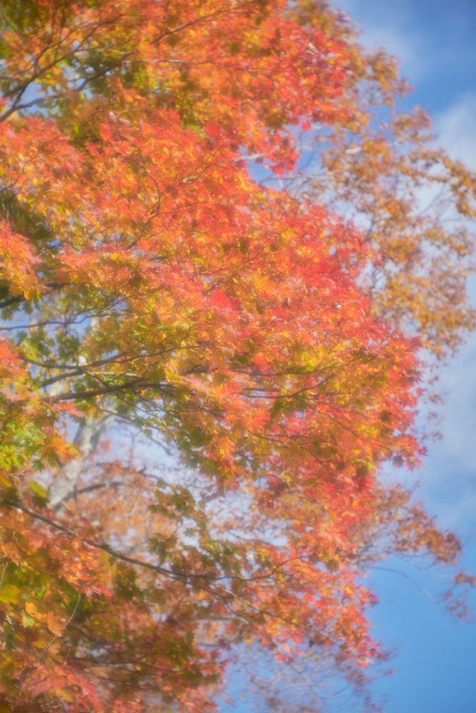 澄んだ青空を背景に、ふんわりとしたやわらかな光に包まれた赤やオレンジの紅葉。魚住心がライカで撮影。